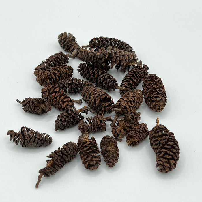 Birch Cones - Aquarium Botanical