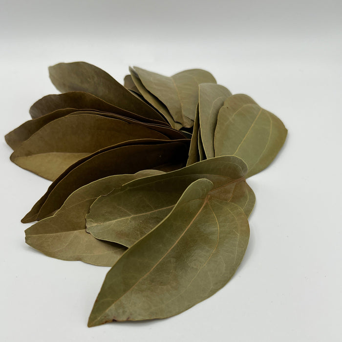 Cinnamon Leaves - Aquarium Botanical