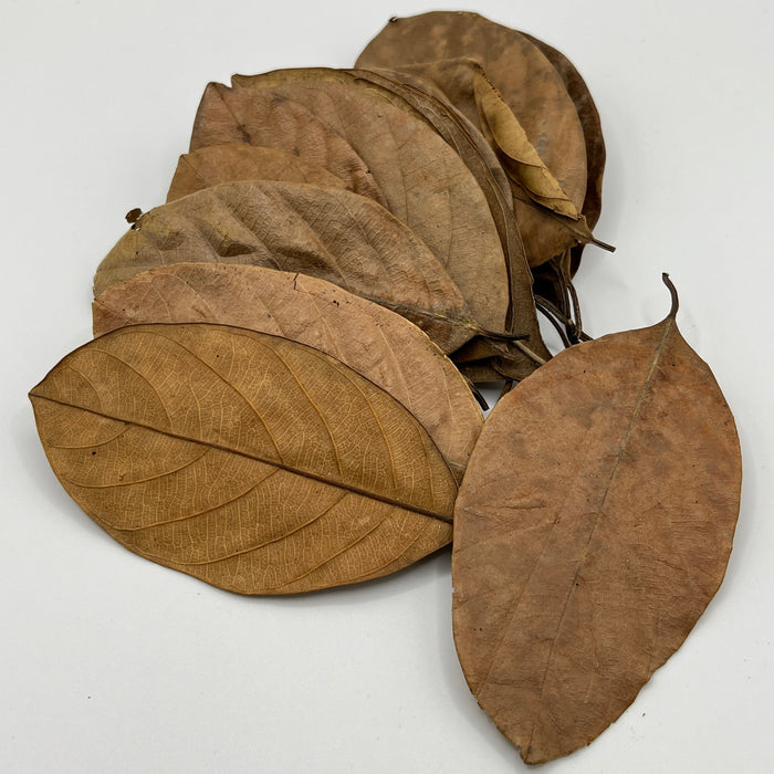 Jackfruit Leaves - Aquarium Botanical