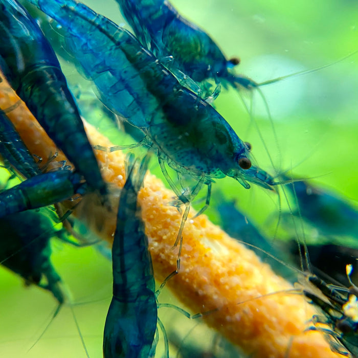 Ultimate Guide to Nutrition for Freshwater Shrimp: Keep Your Little Critters Thriving