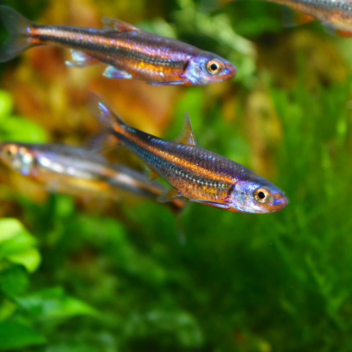 The Basics of Fish Nutrition: Ensuring a Balanced Diet for Your Aquarium