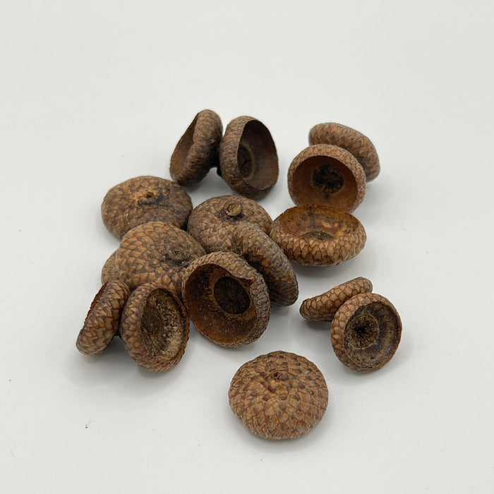 Acorn Caps - Aquarium Botanical