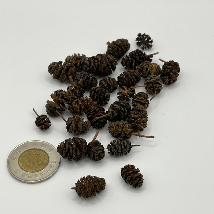 Alder Cones - Aquarium Botanical