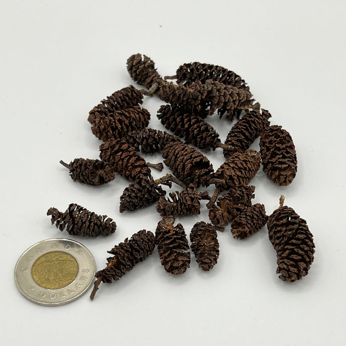 Birch Cones - Aquarium Botanical