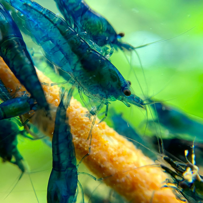 Shrimp Lollies - Gourmet Invertebrate Treats | Handcrafted in Canada