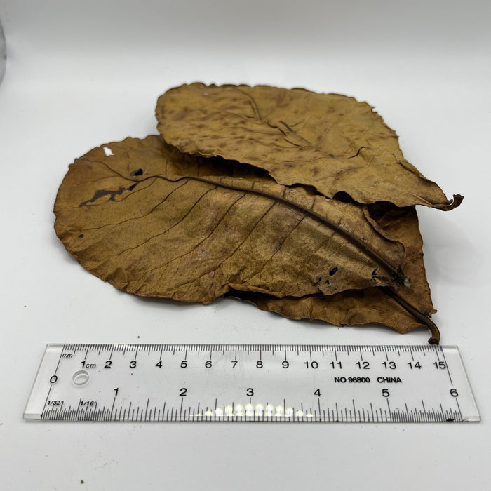 Guava & Catappa Leaf Blend - Aquarium Botanical