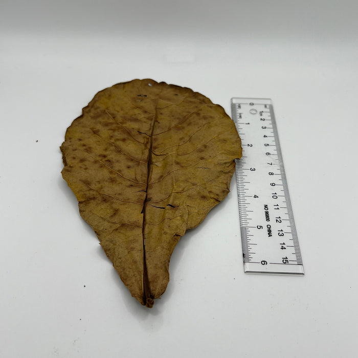 Guava & Catappa Leaf Blend - Aquarium Botanical