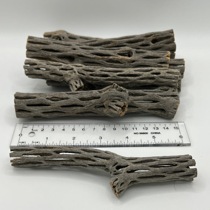 Cholla Wood - Aquarium Botanical