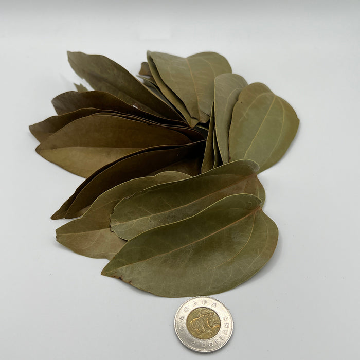 Cinnamon Leaves - Aquarium Botanical