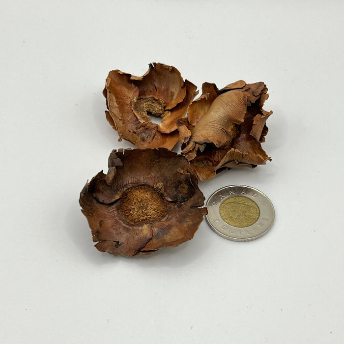 Coco Flower Caps - Aquarium Botanical