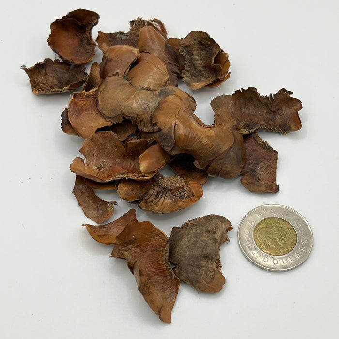 Coco Petals - Aquarium Botanicals