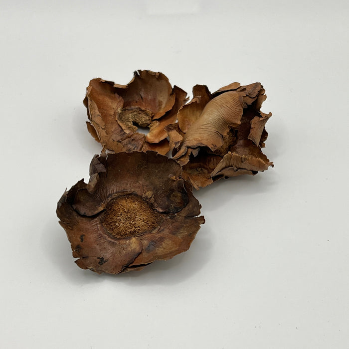 Coco Flower Caps - Aquarium Botanical