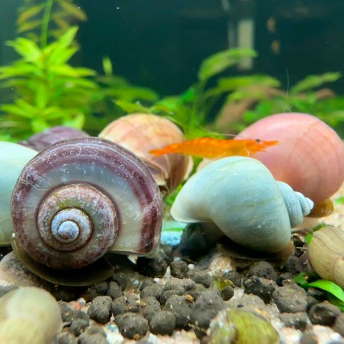 Snail-licious