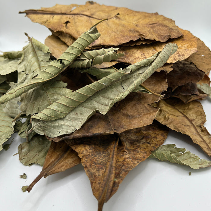 Guava & Catappa Leaf Blend - Aquarium Botanical