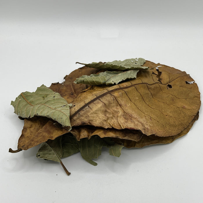 Guava & Catappa Leaf Blend - Aquarium Botanical