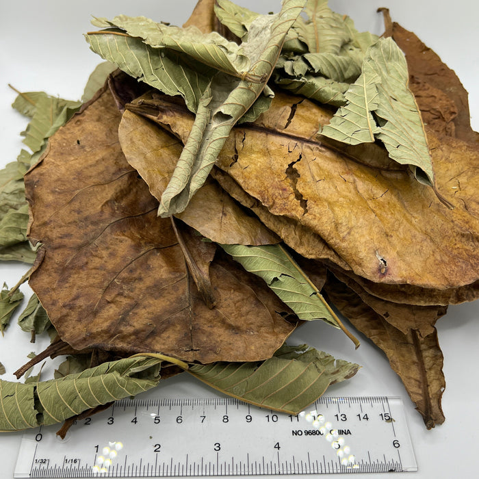 Guava & Catappa Leaf Blend - Aquarium Botanical