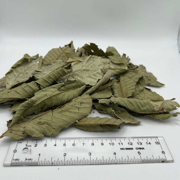 Guava & Catappa Leaf Blend - Aquarium Botanical