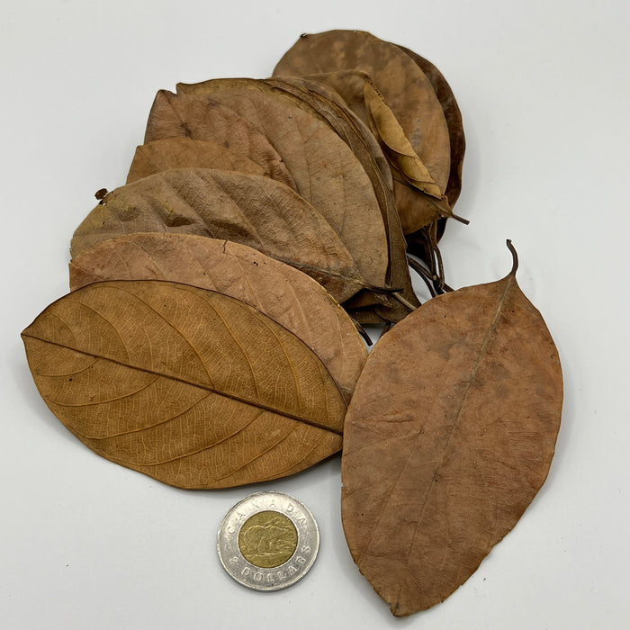 Jackfruit Leaves - Aquarium Botanical