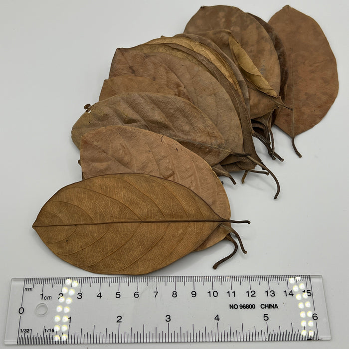 Jackfruit Leaves - Aquarium Botanical