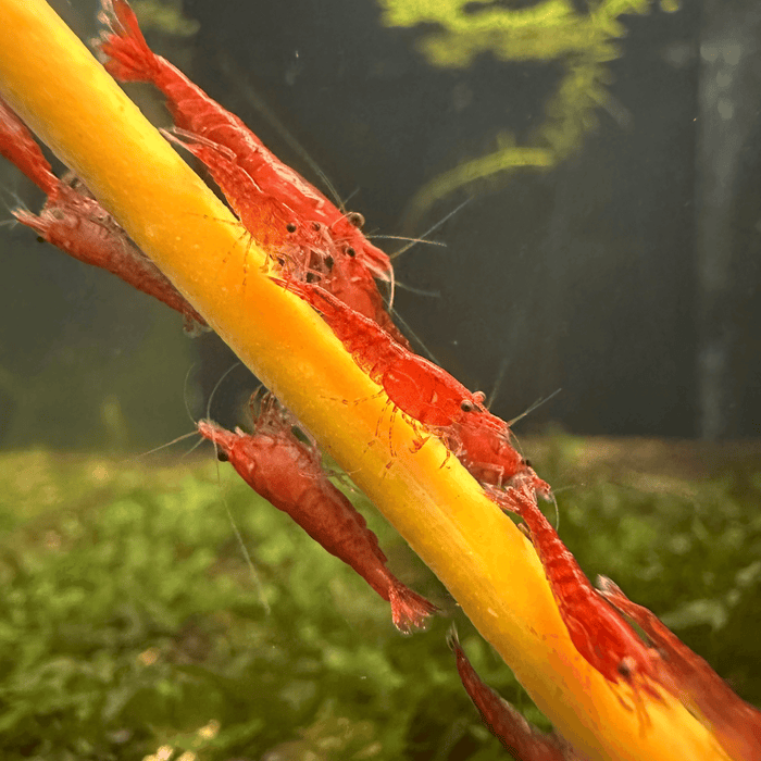 Shrimp Lollies - Gourmet Invertebrate Treats | Handcrafted in Canada