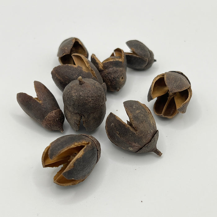 Speciosa Pods - Aquarium Botanical