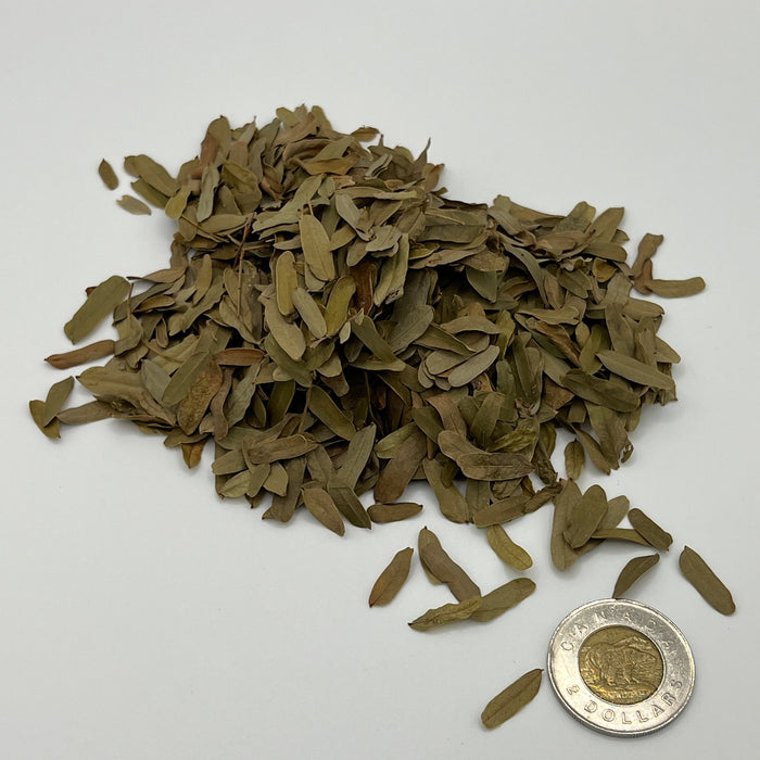 Tamarind Leaves - Aquarium Botanical
