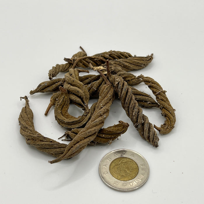 Twisty Pods - Aquarium Botanical