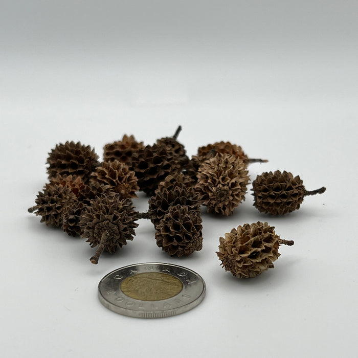 Casuarina Cones - Aquarium Botanical