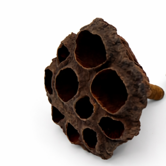 3 dried lotus seed pods on white background